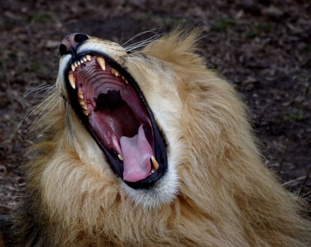 Un leon rugiendo con la boca muy abierta